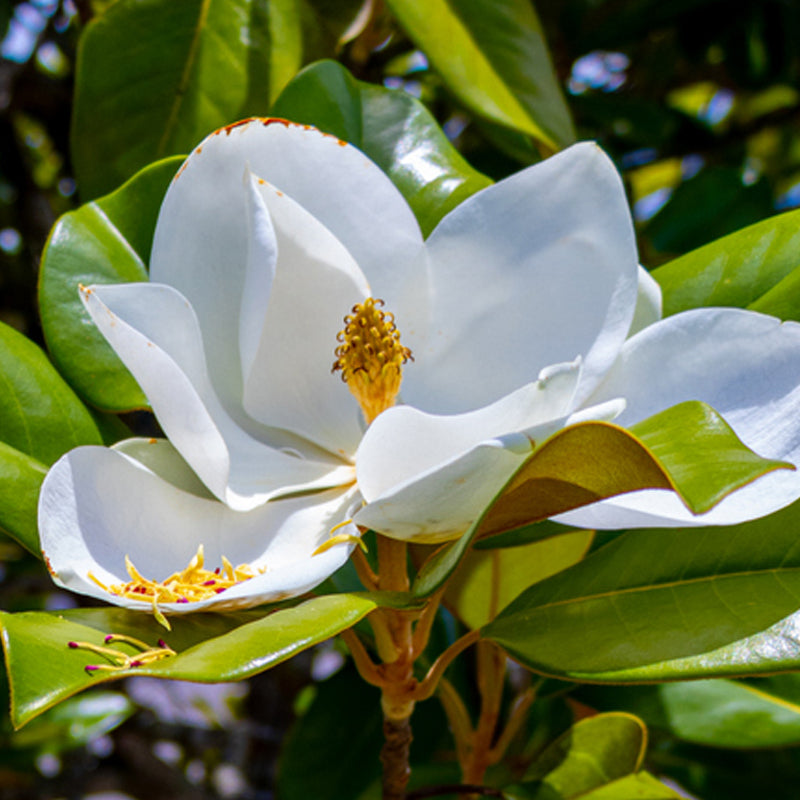 magnolia-salida