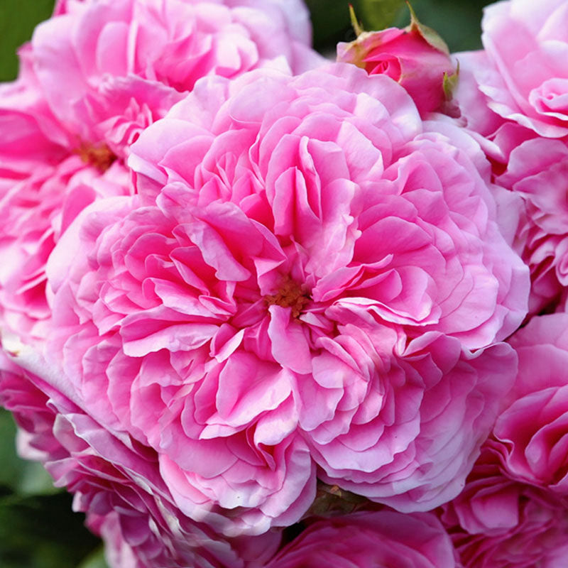 rosa-de-grasse-corazon