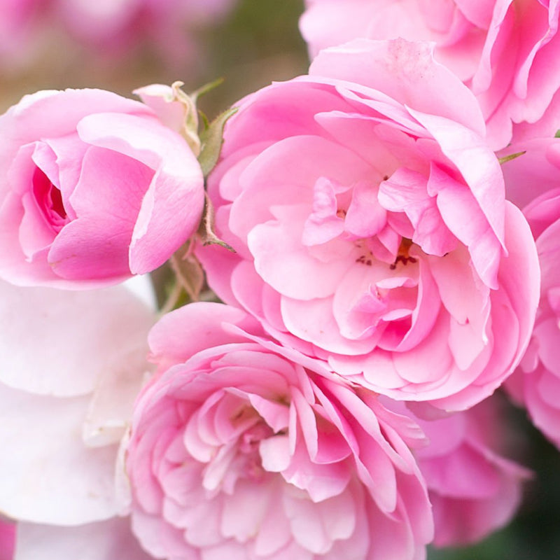 rosa-bulgara-corazon