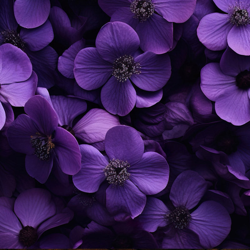 violeta-salida